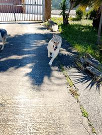 Lupo cecoslovacco femmina