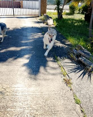 Lupo cecoslovacco femmina