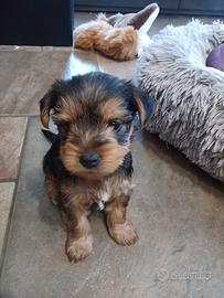 Yorkshire terrier