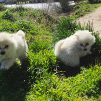 Cuccioli di spitz