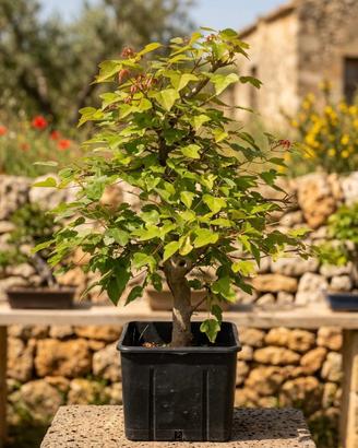 Pre Bonsai di Acero Tridente, Esemplare Unico 52cm
