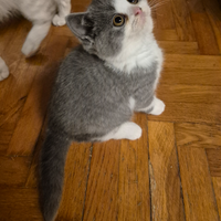 British shorthair maschietto blue bicolor