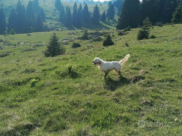 Setter