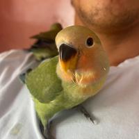 Inseparabili allevati a mano