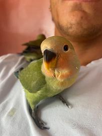 Inseparabili allevati a mano