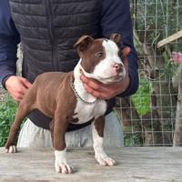 Cucciola pitbull terrier