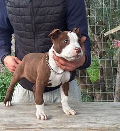 Cucciola pitbull terrier