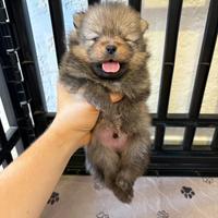 Spitz POMERANIA TOY micro 2 mesi cucciolo arancio