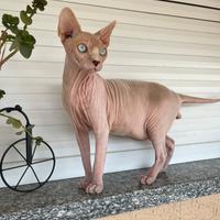 Gatto Sphynx da monta