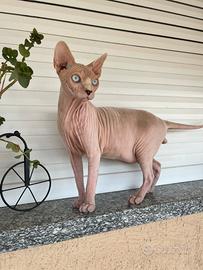 Gatto Sphynx da monta