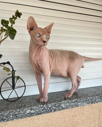 Gatto Sphynx da monta