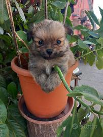 chihuahua pelo lungo cuccioli 
