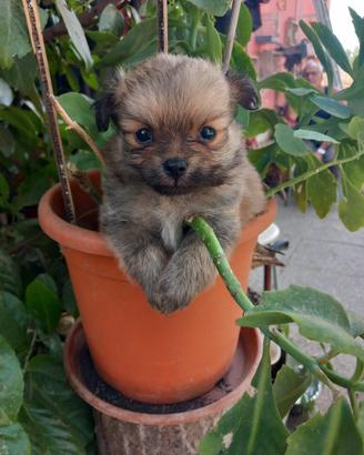 chihuahua pelo lungo cuccioli 