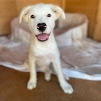 Splendido cucciolo
