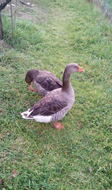 Coppia Oche Tolosa Agricola Grigia