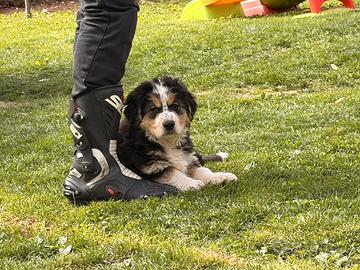 Ultima cucciola pastore maremmano per bovaro