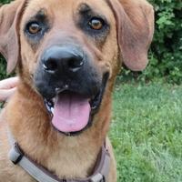 Cane mix segugio/rhodesian