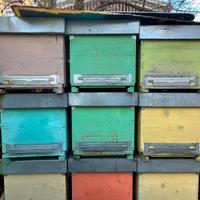 Arnie Cubike 10 favi – Fondo a rete – Già disinfet