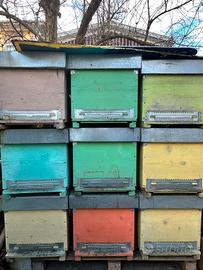 Arnie Cubike 10 favi – Fondo a rete – Già disinfet