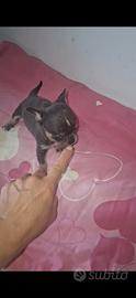 Chihuahua blue lilac mini