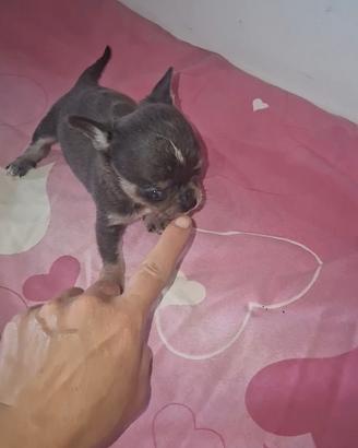 Chihuahua blue lilac mini