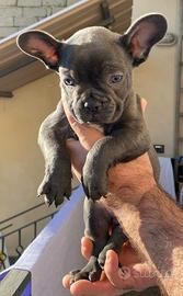Cuccioli: Bulldog Francese