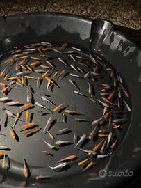 Medaka Oryzias Latipes Laghetto