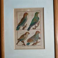 Incisione d'epoca pappagalli