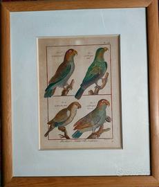 Incisione d'epoca pappagalli