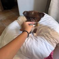 Chihuahua con pedigree
