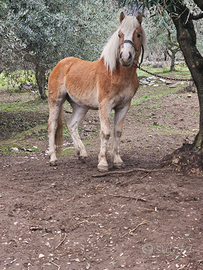 Stallone haflinger