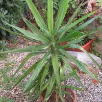 Yucca Tronchetto della felicità pianta di Yucca