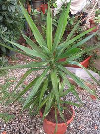 Yucca Tronchetto della felicità pianta di Yucca