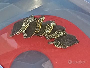 Tartarughine acquatiche