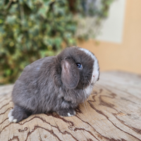 Conigli arieti minilop