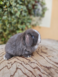 Conigli arieti minilop