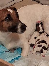 cuccioli di Jack russel 