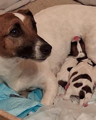cuccioli di Jack russel 