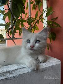 Cucciola Ragdoll