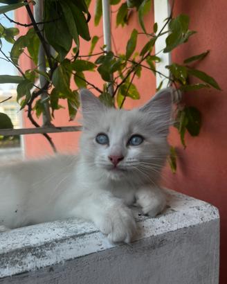 Cucciola Ragdoll