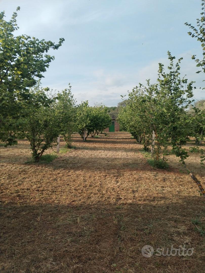 Noccioleto - Vista 3