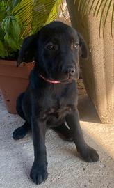 Cuccioli di Labrador color nero