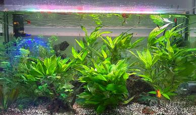 Acquario 100P completo filtro luci x passaggio a m