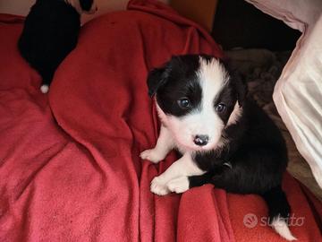 Cuccioli di Border Collie