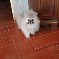 Volpino di pomerania