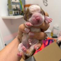 Cavalier King Charles spaniel