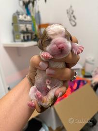 Cavalier King Charles spaniel