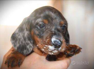 Bassotto con pedigree