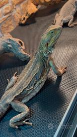 Pogona vitticepts femmina