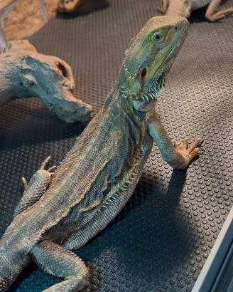 Pogona vitticepts femmina